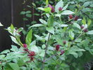 calycanthus floridus
