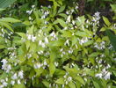 deutzia Nikko