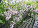 liliac Palibin