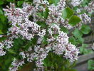 liliac Palibin