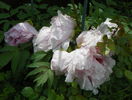 Lilac anthesis