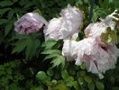 Lilac anthesis