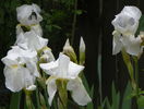 iris florentina