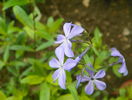 phlox divaricata laphamii