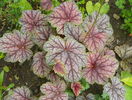 heuchera Venus