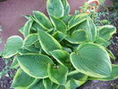 hosta aureomarginata