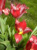 Tulipa Pacific Pearl (2016, April 14)