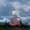 IMG_20160509_161602
