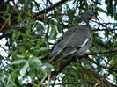 Porumbel gulerat