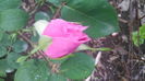 IMG_20160421_141525