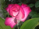 rose guajard