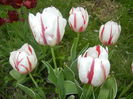 Tulipa Happy Generation (2016, April 14)