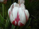 Tulipa Happy Generation (2016, April 14)