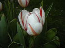 Tulipa Happy Generation (2016, April 14)