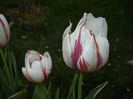 Tulipa Happy Generation (2016, April 14)