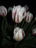 Tulipa Happy Generation (2016, April 15)