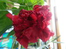 DSCN0062