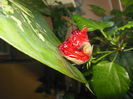 DSCN0377