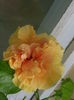 DSCN3808