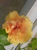 DSCN3809