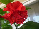 DSCN4344