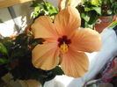 DSCN4952