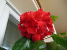 DSCN5546