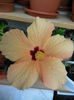 DSCN5547