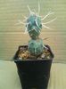 Tephrocactus articulatus v papyracanthus-10lei
