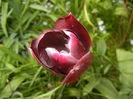 Tulipa Queen of Night (2016, April 14)