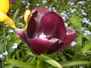 Tulipa Queen of Night (2016, April 17)