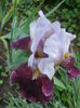 `Lilac Wine`