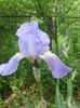 Bleu-movaliu clasic