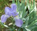Bleu-movaliu clasic