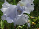 `Blue Sapphire`