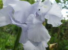 `Blue Sapphire`