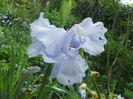 `Blue Sapphire`