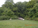 Picture 026