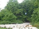 Picture 029