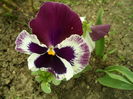SAM_0043