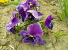 SAM_0051