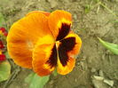 SAM_0052