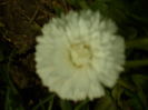 SAM_0048