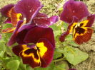 SAM_0050