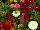 SAM_0053