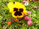 SAM_0055