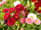 SAM_0056