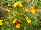 SAM_0059
