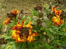 SAM_0060