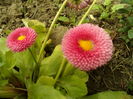 SAM_0061